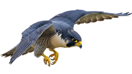 Isolated Peregrine Falcon in Flight, Raptor Hunting Mid-Air, Bird of Prey on the Prowl
