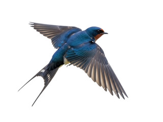 Isolated Barn Swallow in Flight with Extended Wings, Graceful and Dynamic Presentation