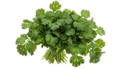 Isolated fresh bunch of cilantro, healthy and aromatic ingredient for a variety of cuisine