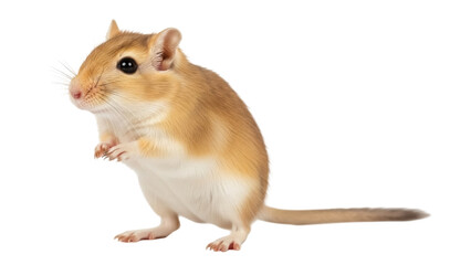 Isolated gerbil standing upright looking at the camera, a pet rodent with long tail and claws © Ivan