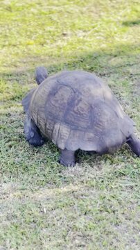 African Tortoise Walking Through Grassland