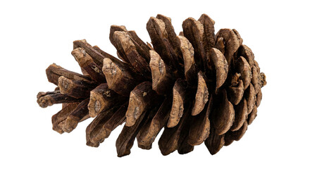Natural brown pine cone isolated on white background.