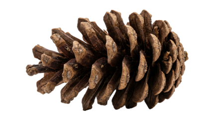 Natural brown pine cone isolated on white background.