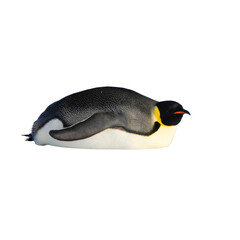 penguin on white