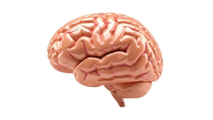 Isolated, anatomical rendering of human brain from side, medical illustration, detailed model