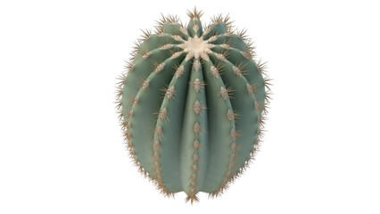 Isolated Barrel cactus with sharp spines for garden or houseplant in desert climates