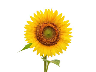 Fototapeta premium Isolated beautiful blooming sunflower, Helianthus annuus flower plant growing, stem and leaf
