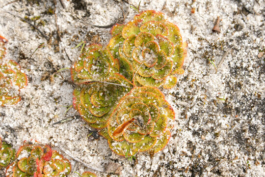Dense-growing rosettes of painted sundew (Drosera zonaria) in natural habitat on white sand, Western Australia