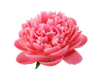 Isolated beautiful single pink peony flower head in full bloom for spring floral design