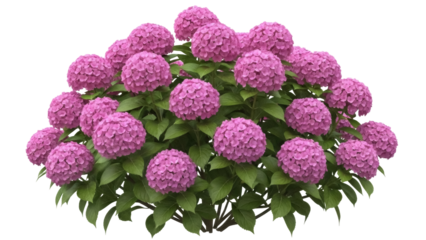 Isolated Purple Hydrangea Flower Bush, Full of Blooms, Garden Plant with Green Foliage