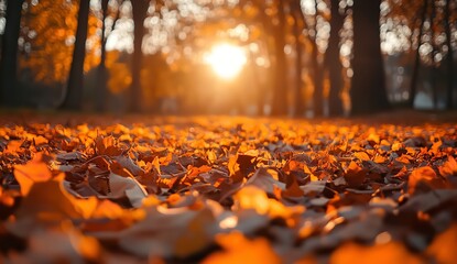 Vibrant Orange Leaves Covering Forest Floor at Sunset with Warm Sunlight Filtering Through Trees