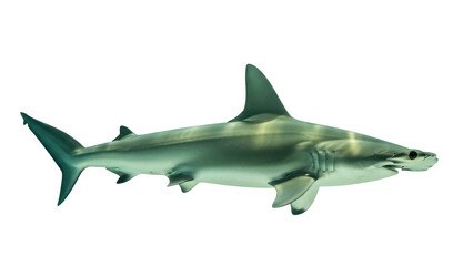 Isolated Hammerhead Shark Swimming Silhouette in a Sea of Mystery Nature Animal World