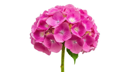 Fototapeta premium Isolated Pink Hydrangea bloom, a vibrant floral blossom on a slender stem, spring beauty