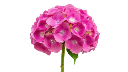 Isolated Pink Hydrangea bloom, a vibrant floral blossom on a slender stem, spring beauty