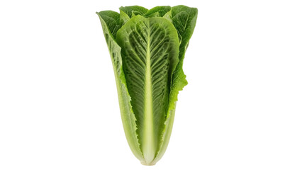 Isolated Romaine lettuce, dark green nutritious food, full frame close up for salad recipes