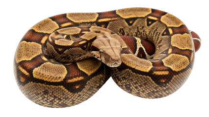 Isolated boa constrictor, a large, non-venomous snake species, coiling, reptile pet