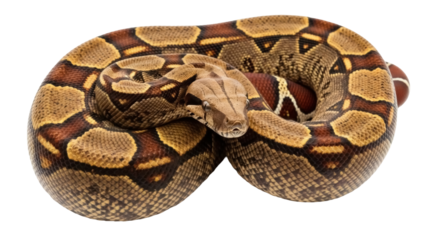 Isolated boa constrictor, a large, non-venomous snake species, coiling, reptile pet