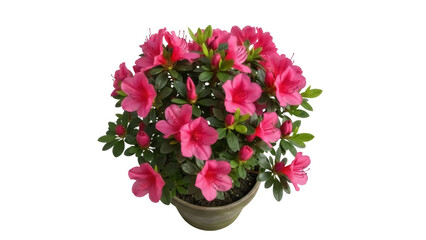 Isolated potted Azalea plant, a pink Rhododendron flowering shrub with evergreen foliage