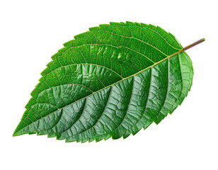 Obraz premium Vivid green, textured leaf with serrated edges isolated on black background