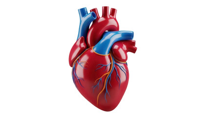 Isolated anatomical heart 3D render model, blood flow diagram for physiology textbooks