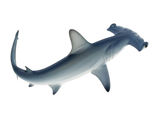Isolated hammerhead shark with realistic texture and detail, ocean predator, dangerous sea life