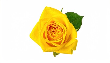 A single vibrant yellow rose in full bloom with a green leaf on a white background.