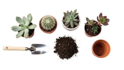 Planting Succulents And Cactus With Soil And Tools