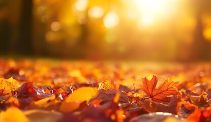 Vibrant Autumn Leaves on Ground with Warm Sunlight and Blurred Background in Fall Season