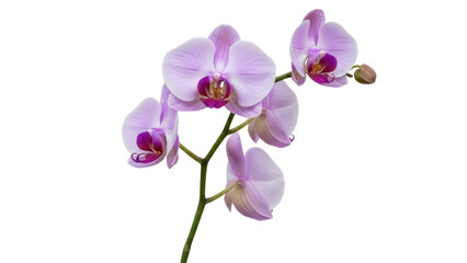 Isolated Orchid Phalaenopsis flower in pastel colors blooms on a branch, spring or summer time