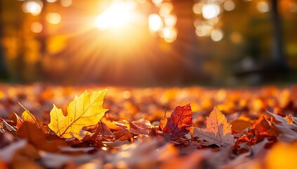 Vibrant Autumn Leaves on Forest Floor at Sunset with Warm Golden Light and Colorful Foliage