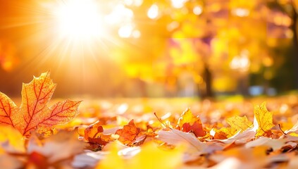 Vibrant Autumn Leaves on Ground with Warm Sunlight and Blurred Background Trees in Fall Season