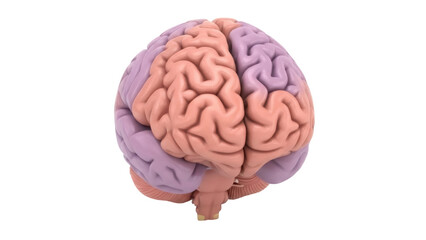 Isolated human brain with right and left hemispheres in different colors, anatomy art