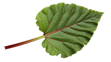 Isolated rhubarb leaf, single object, leafy vegetable, big stem, raw plant with rough leafage