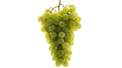 Isolated bunch of fresh green grapes on a branch, ready to eat or make white wine