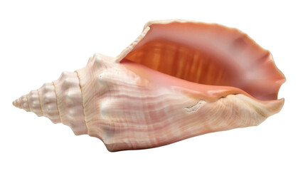 Isolated beautiful pink seashell, natural conch with decorative shell, sea life concept