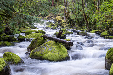 View of the swift, cascading river rushes over moss-covered rocks and fallen logs, framed by the lush green forest canopy, Carbonado, Washington, United States.