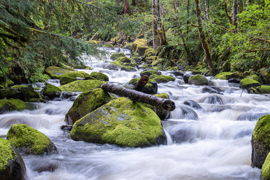 View of the swift, cascading river rushes over moss-covered rocks and fallen logs, framed by the lush green forest canopy, Carbonado, Washington, United States.