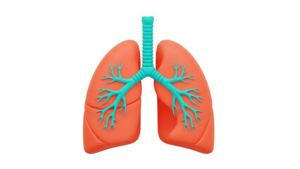Isolated human lungs anatomy diagram, illustration for respiratory system concept, healthy lungs