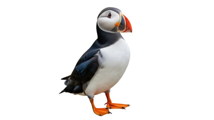 Isolated Puffin stands upright proudly showing vivid colors of beak and feet with pride