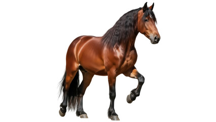 Isolated Brown Horse Stallion with Black Mane Prancing Elegantly in a Striking Pose