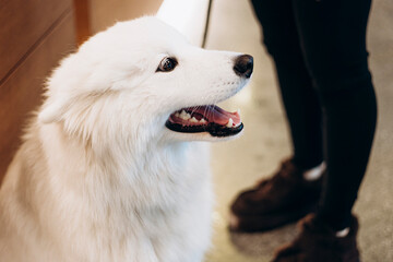 White fluffy dog looking up at owner indoors, close up portrait, loyal pet.