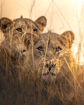 View of two majestic lions, eyes gleaming with amber light, peer through a screen of golden grass, a symphony of nature's raw beauty, Hazyview, Mpumalanga, South Africa.