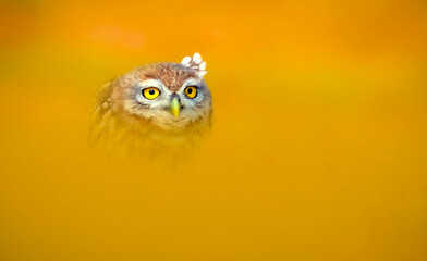 Fototapeta premium Cute owls. Colorful nature background. Bird: Little owl (Athene noctua).