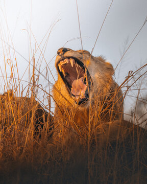 View of a majestic lion, yawning wide, its powerful jaws and sharp teeth displayed against the backdrop of wild grass, Hazyview, Mpumalanga, South Africa.
