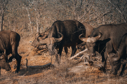 View of a herd of African buffalos grazing peacefully on the dry savannah under the muted sunlight, blending with the golden grasses, Hazyview, Mpumalanga, South Africa.