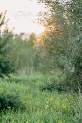Photo with a strong soft effect. forest landscape. forest path in spring. vertical photo