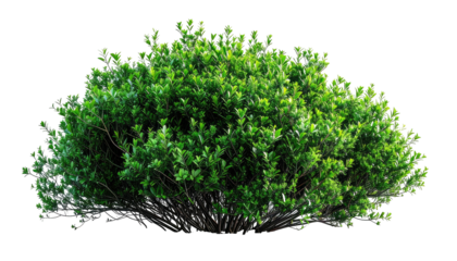 Lush green bush with many leaves and a dark, transparent background