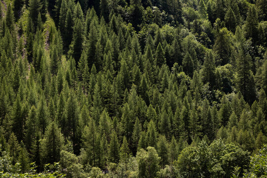 Grande for&ecirc;t de sapins verts, environnement verdoyant, arri&egrave;re-plan vert
