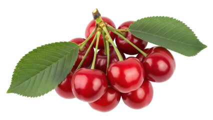 Isolated bunch of fresh ripe red cherries with leaves, summer fruits, still life