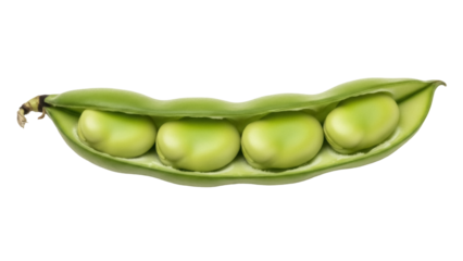 Isolated green fava bean pod showing seeds still inside the shell, a fresh natural product